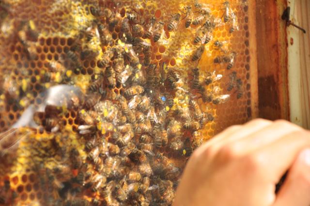 Bienenfest – Bee Smart Day