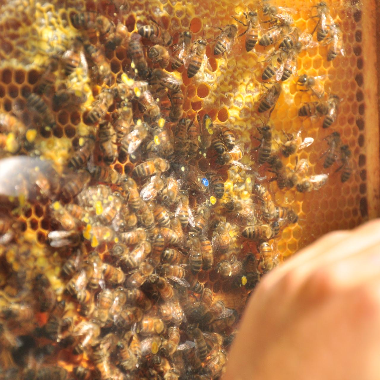 Bienenfest – Bee Smart Day